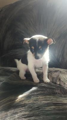 Beautiful Chihuahua Puppy - Photo 5