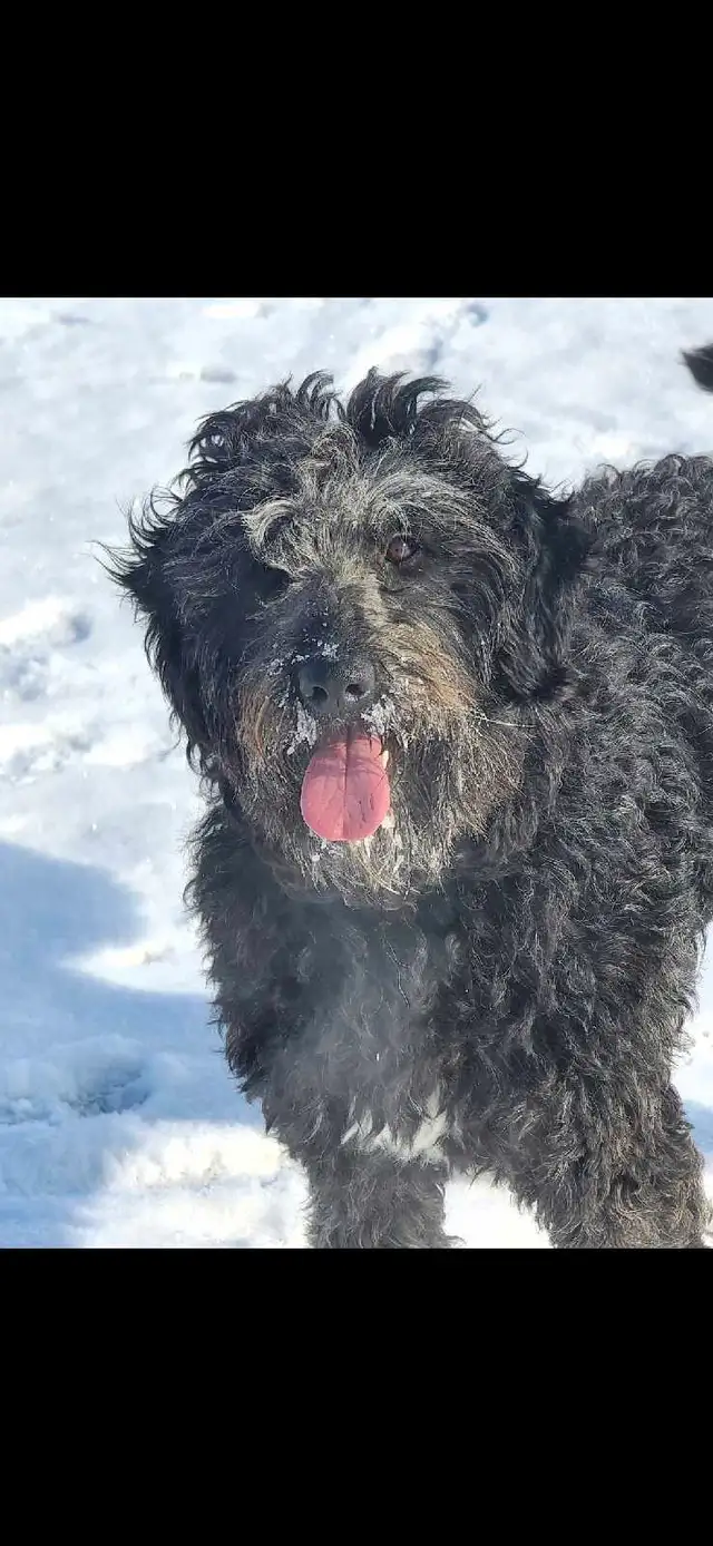 6 year old aussiedoodle