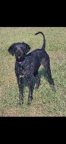 6 year old aussiedoodle - Photo 2