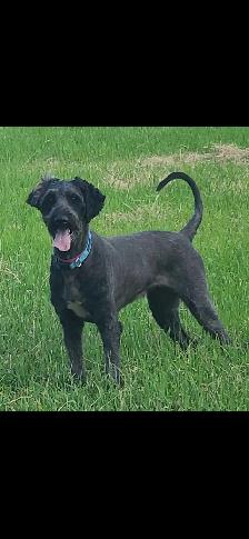 6 year old aussiedoodle - Photo 3