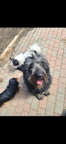 6 year old aussiedoodle - Photo 4