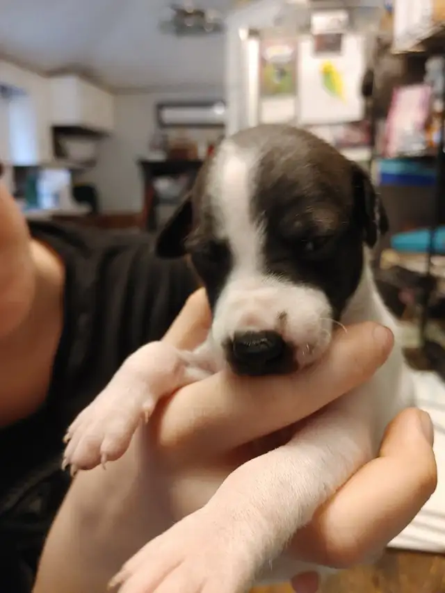 Italian greyhound puppies