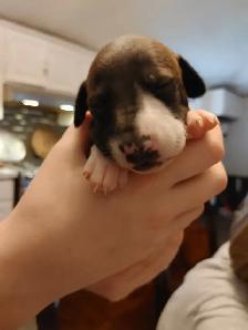 Italian greyhound puppies - Photo 2
