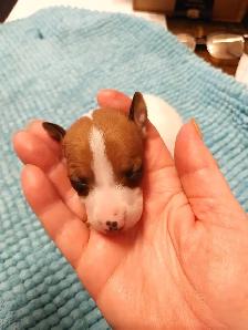 Italian greyhound puppies - Photo 3