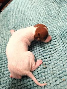 Italian greyhound puppies - Photo 4