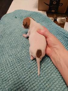 Italian greyhound puppies - Photo 5