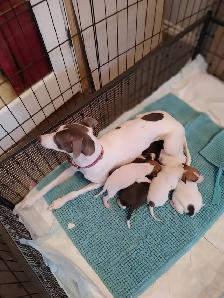 Italian greyhound puppies - Photo 6