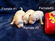 Maltese puppy - Photo 2