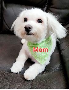 Maltese puppy - Photo 3