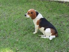 Tri-colored Beagle (Male)
