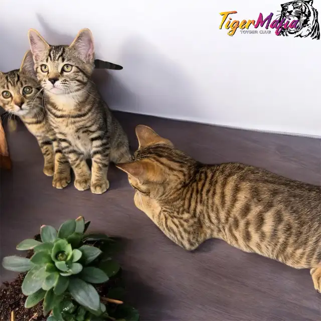 Toyger Kittens - ready for adoption
