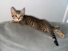 Toyger Kittens - ready for adoption - Photo 2