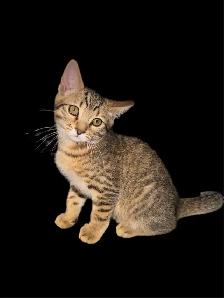 Toyger Kittens - ready for adoption - Photo 4