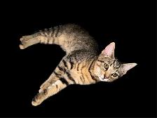 Toyger Kittens - ready for adoption - Photo 5