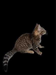 Toyger Kittens - ready for adoption - Photo 6