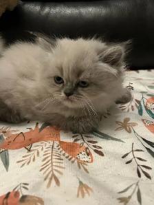 Chatons hymalayens pure race - Photo 2