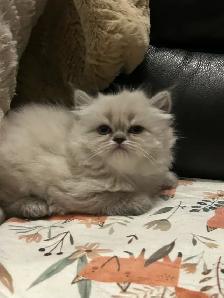 Chatons hymalayens pure race - Photo 3