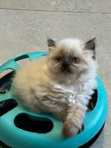 Chatons hymalayens pure race - Photo 5