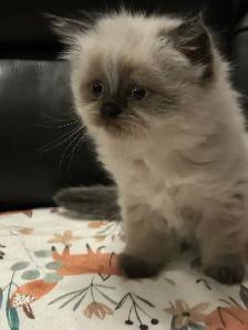 Chatons hymalayens pure race - Photo 6