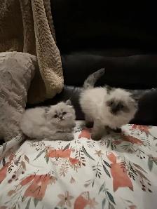 Chatons hymalayens pure race - Photo 7