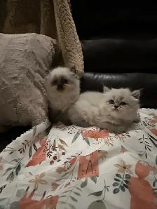 Chatons hymalayens pure race - Photo 8