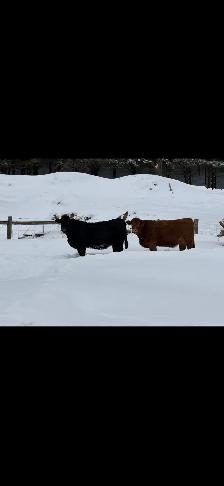 Registered Limousin cows