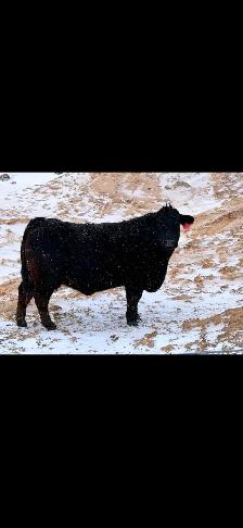 Registered Limousin cows - Photo 2