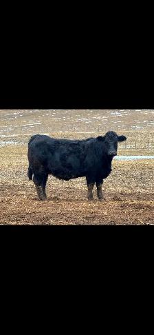 Registered Limousin cows - Photo 3