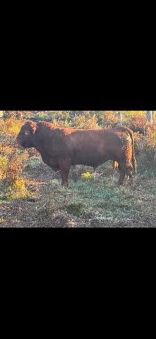 Registered Limousin cows - Photo 4