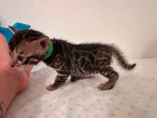 4 bb bengal mâle - Photo 2