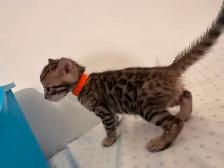 4 bb bengal mâle - Photo 3