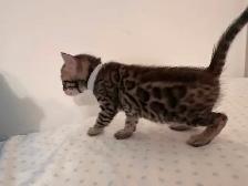 4 bb bengal mâle - Photo 4