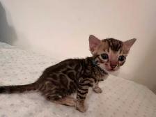 4 bb bengal mâle - Photo 5