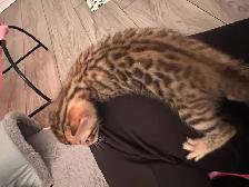 4 bb bengal mâle - Photo 8