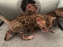 4 bb bengal mâle - Photo 9