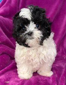 Maltese/Shih Tzu puppies