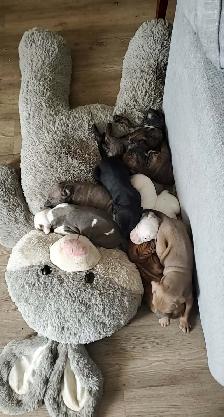 PUPPIES FOR SALE