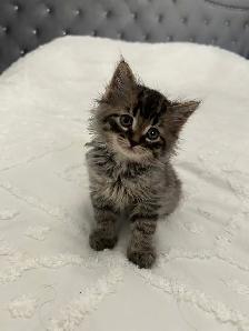 ♡ Siberian Kitten  ♡ health card   sample food ❤️ - Photo 2