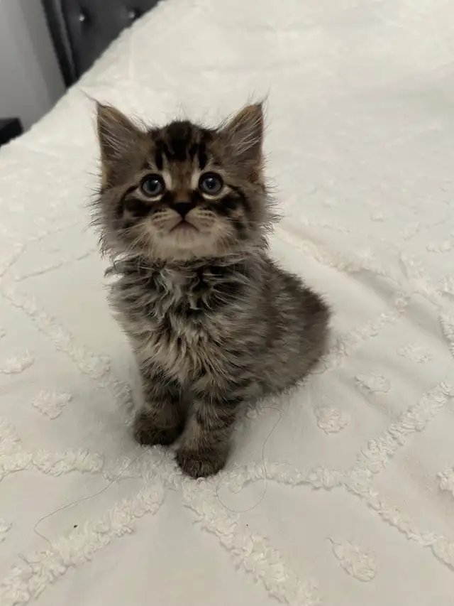♡ Siberian Kitten  ♡ health card   sample food ❤️ - Photo 3