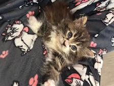 ♡ Siberian Kitten  ♡ health card   sample food ❤️ - Photo 4