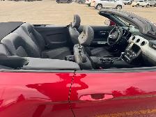 2017 Mustang GT Convertible-5.0 Ltr-Low km’s-Excellent Condition - Photo 5