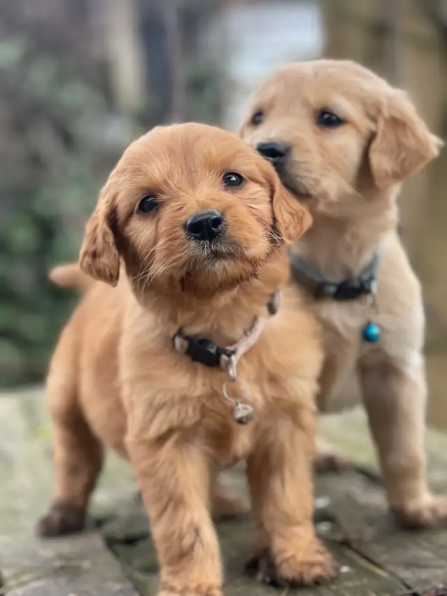 golden doodle golden retriever cross back