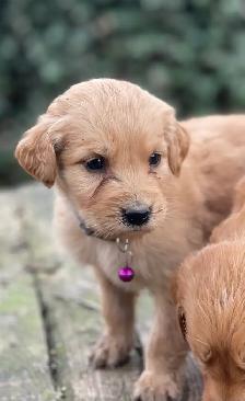 golden doodle golden retriever cross back - Photo 2