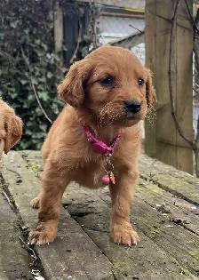 golden doodle golden retriever cross back - Photo 3