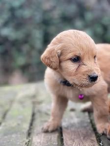 golden doodle golden retriever cross back - Photo 4