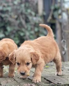 golden doodle golden retriever cross back - Photo 6