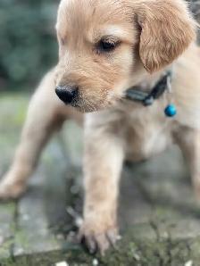 golden doodle golden retriever cross back - Photo 7