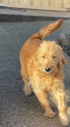 golden doodle golden retriever cross back - Photo 9