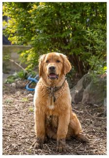 golden doodle golden retriever cross back - Photo 10