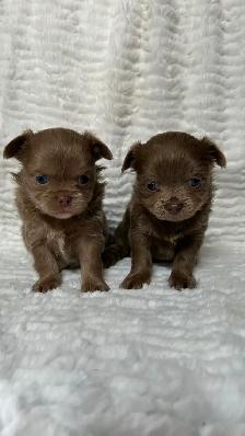 Adorable Long Coat Chihuahua Puppies - Photo 2